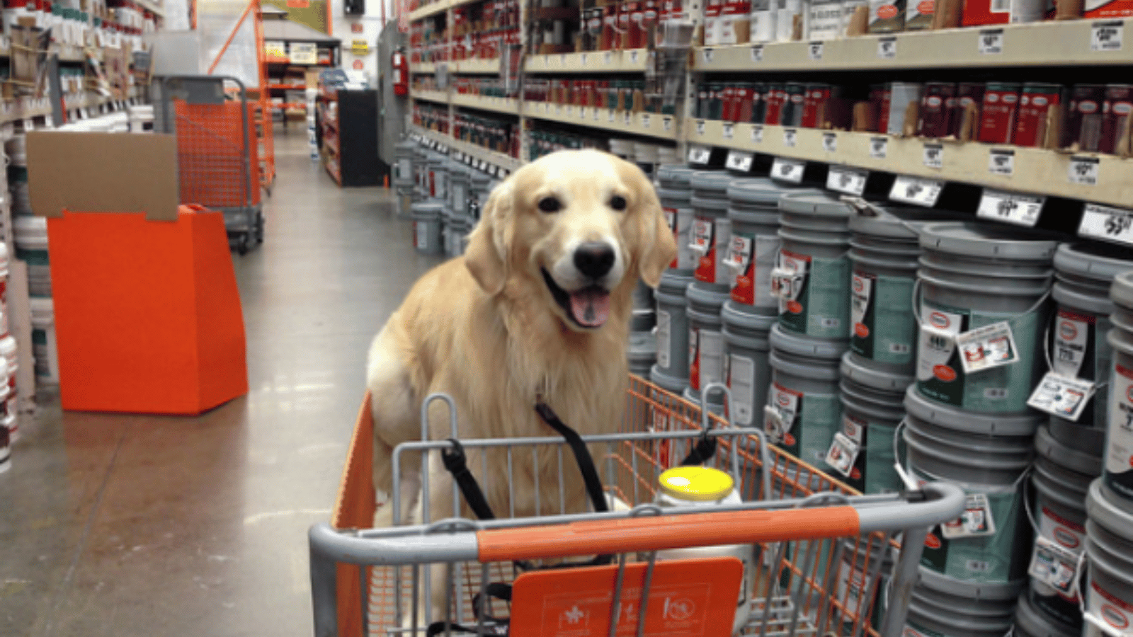 Are Dogs Allowed in Home at Home Depot with Dog