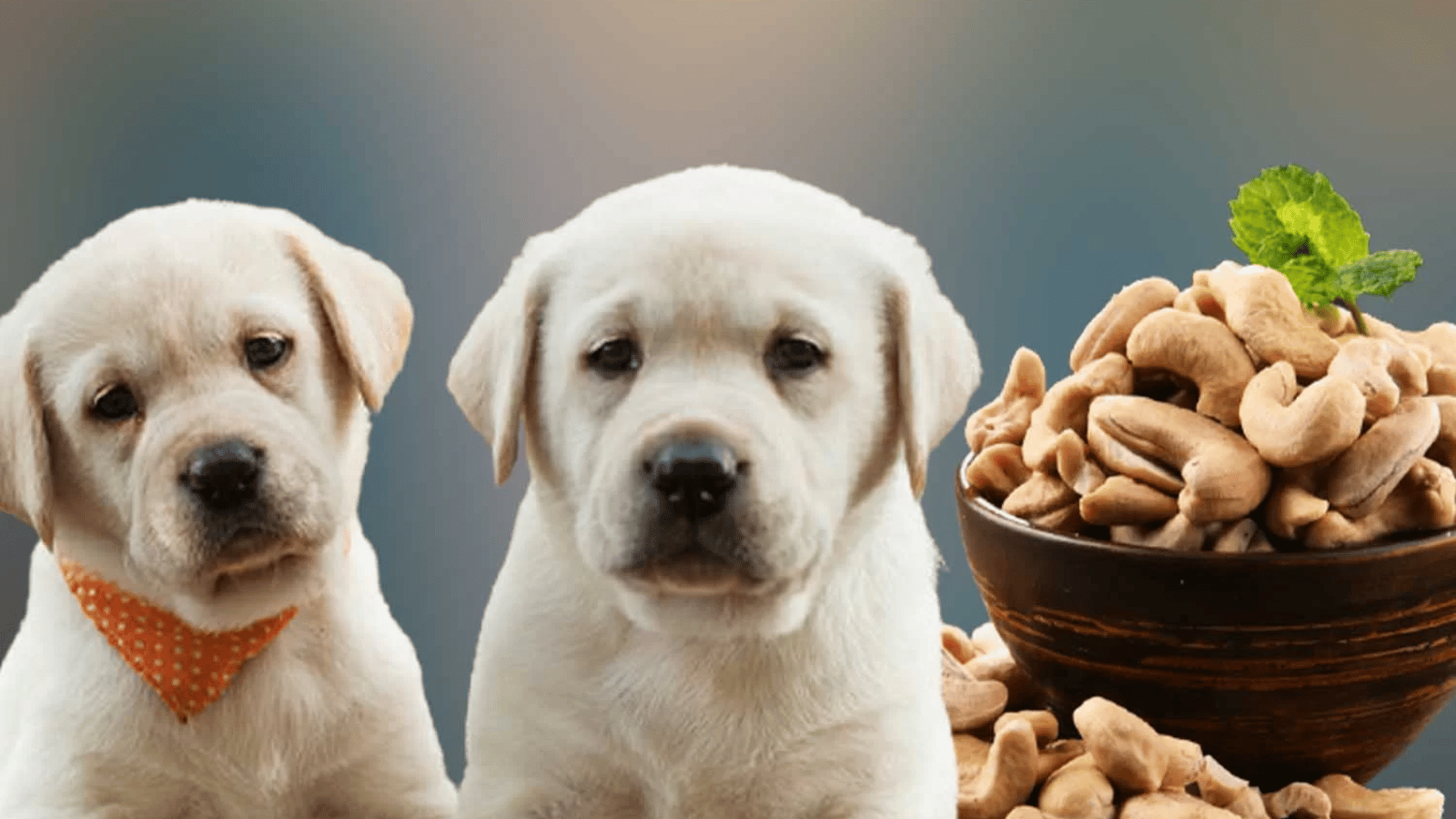 Can Dogs Eat Cashews? The Truth About Dogs and Cashews