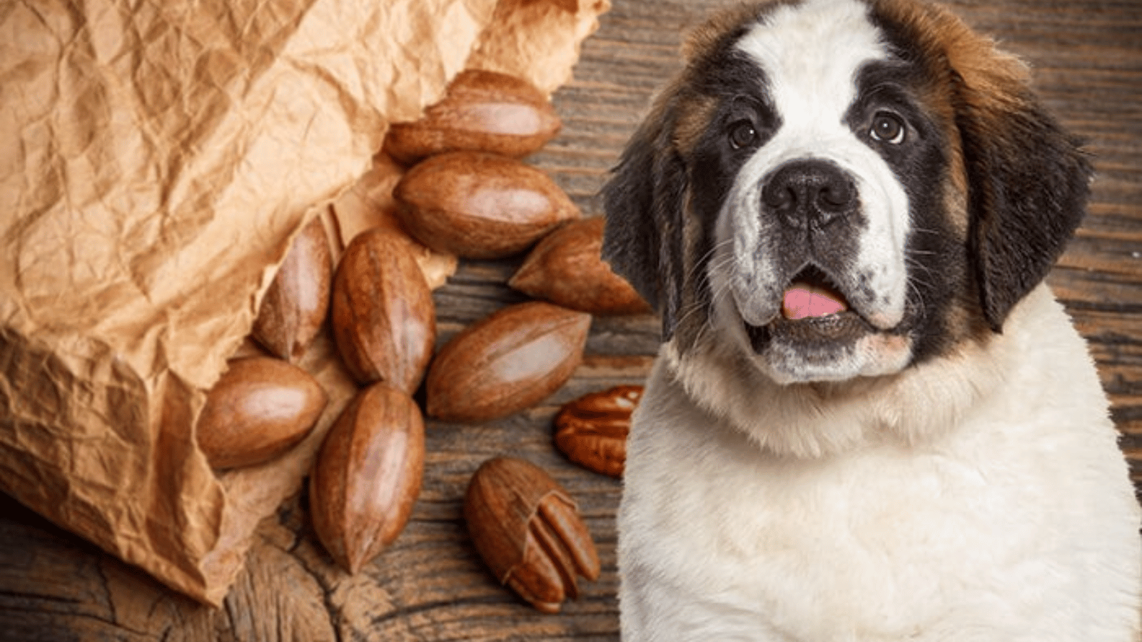 Can Dogs Eat Pecans? What You Need to Know