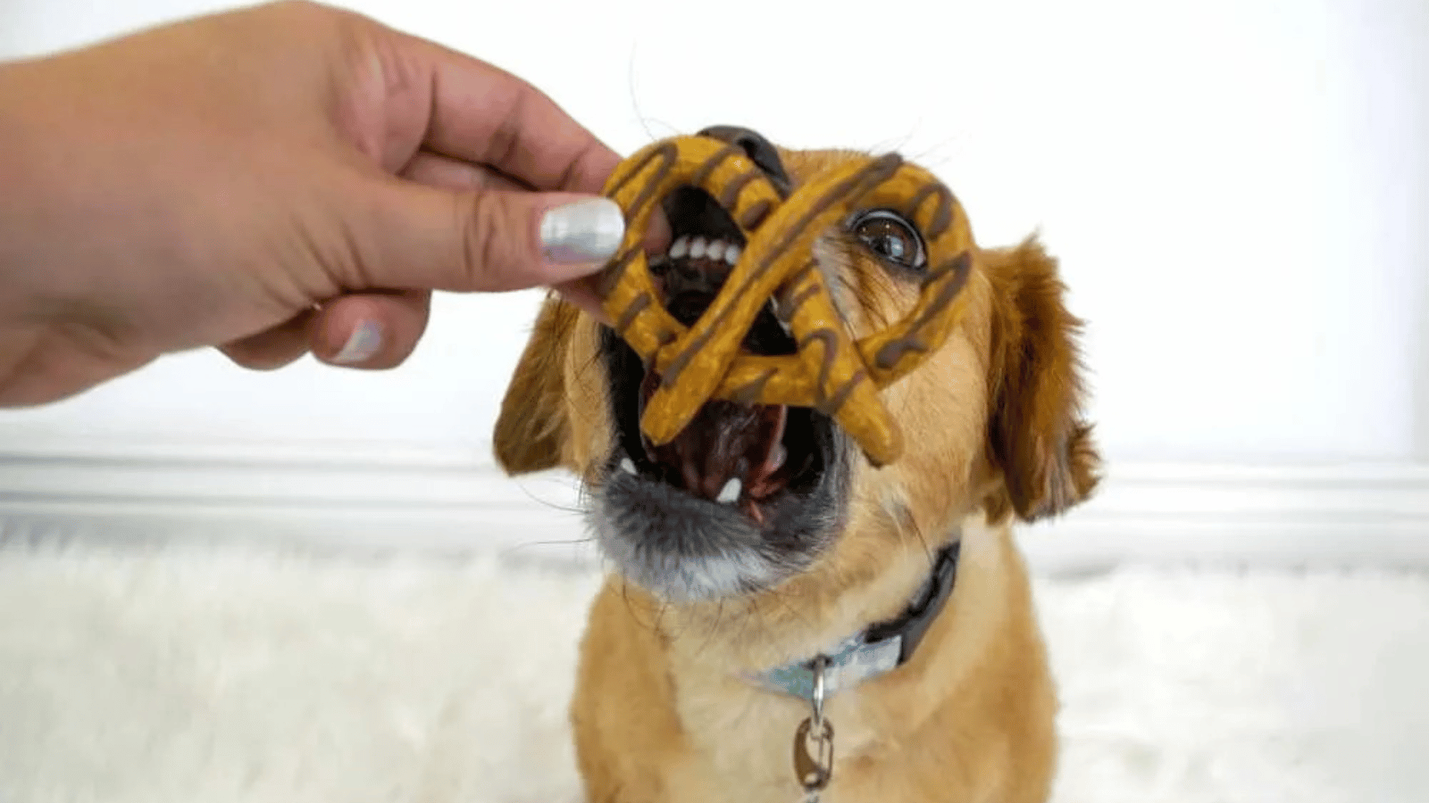 Can Dogs Eat Pretzels? Are Pretzels Safe for Dogs to Eat