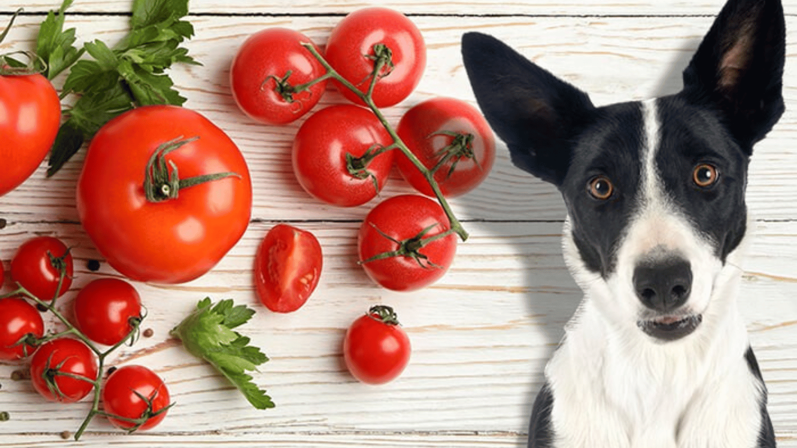 Can Dogs Eat Tomatoes? Can Dogs Safely Consume Tomatoes