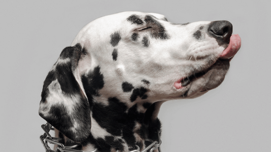 Does Prong Collar Hurt Dog
