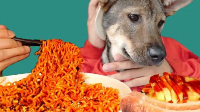 Can Dogs Eat Spicy Food Risks and Considerations mydogcollars