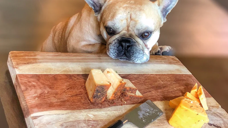 is-string-cheese-safe-for-dogs-to-eat-a-guide-for-pet-owners