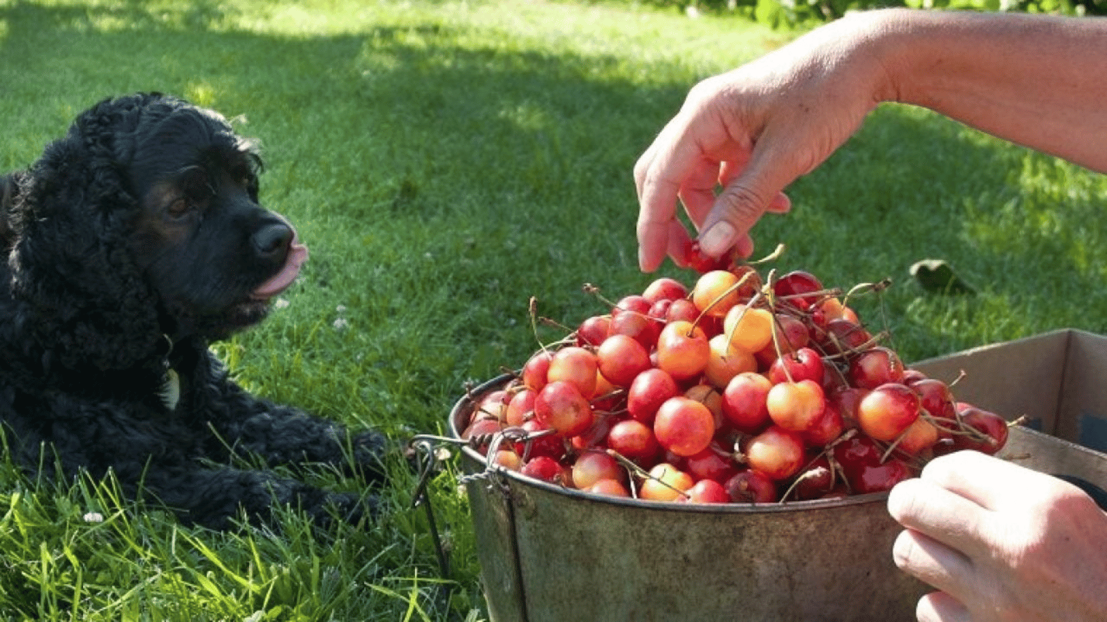 Can Dogs Have Cherries? What You Need to Know