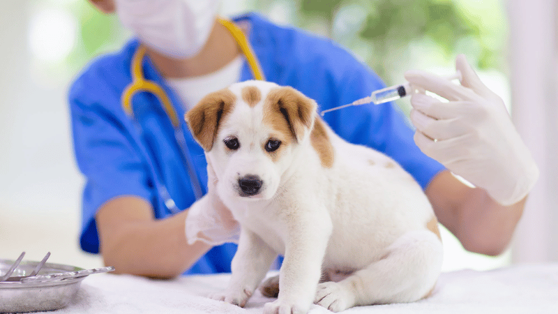 How Often Do Dogs Need Rabies Shots - A Guide to Rabies Vaccinations