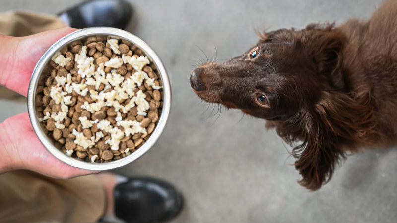 brown-rice-for-dogs-is-it-a-healthy-choice-mydogcollars