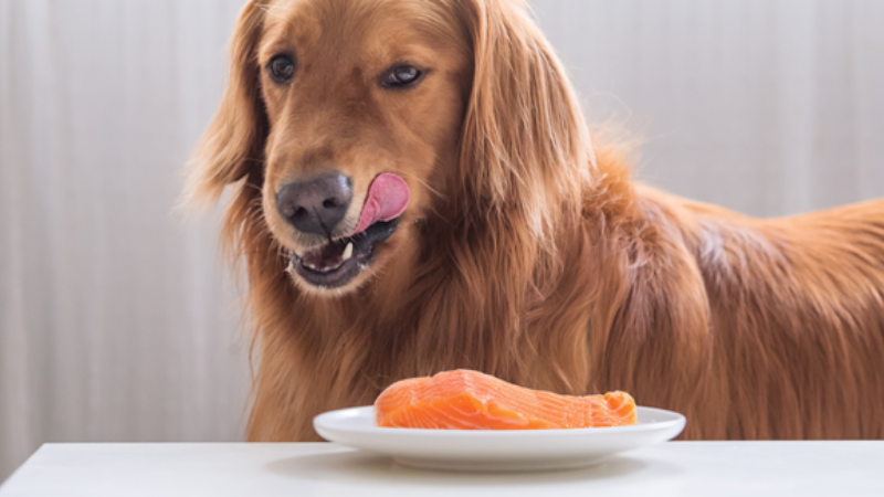 is-salmon-good-for-dogs-why-it-s-a-nutritious-and-delicious-addition