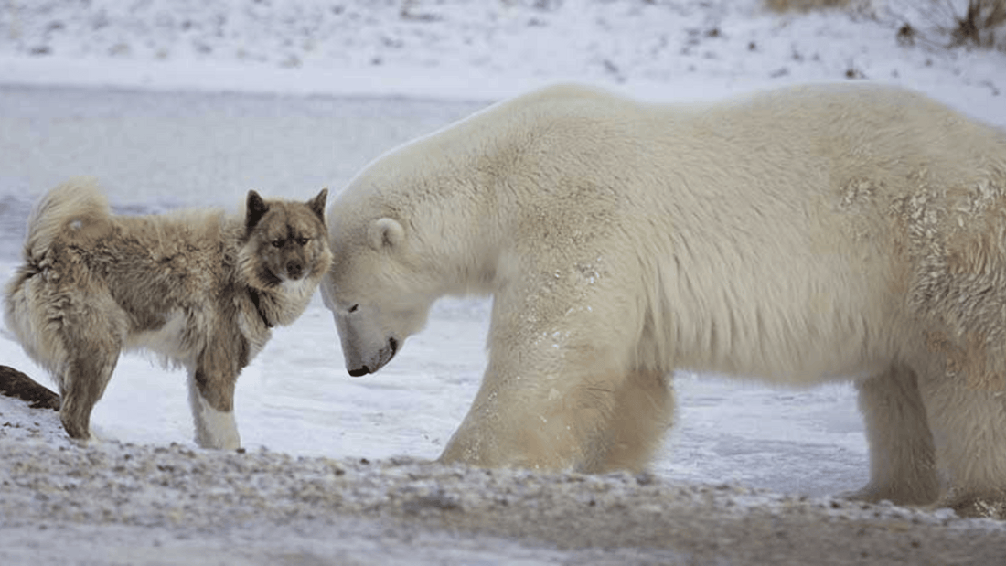 Are Bears and Dogs Related?- Evolutionary Connections
