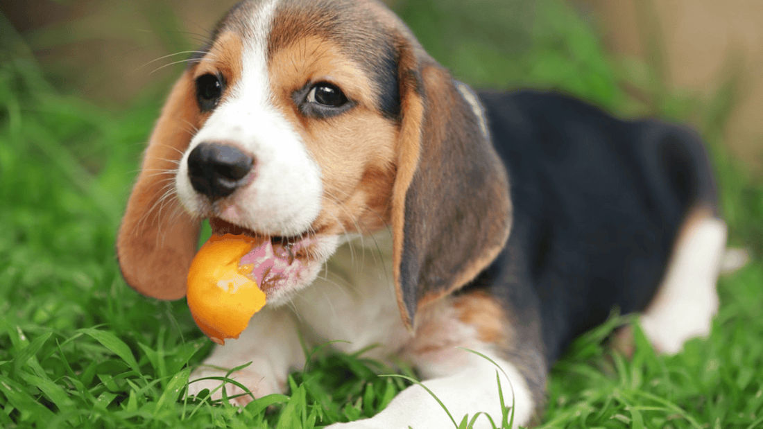 Are Egg Shells Good for Dogs