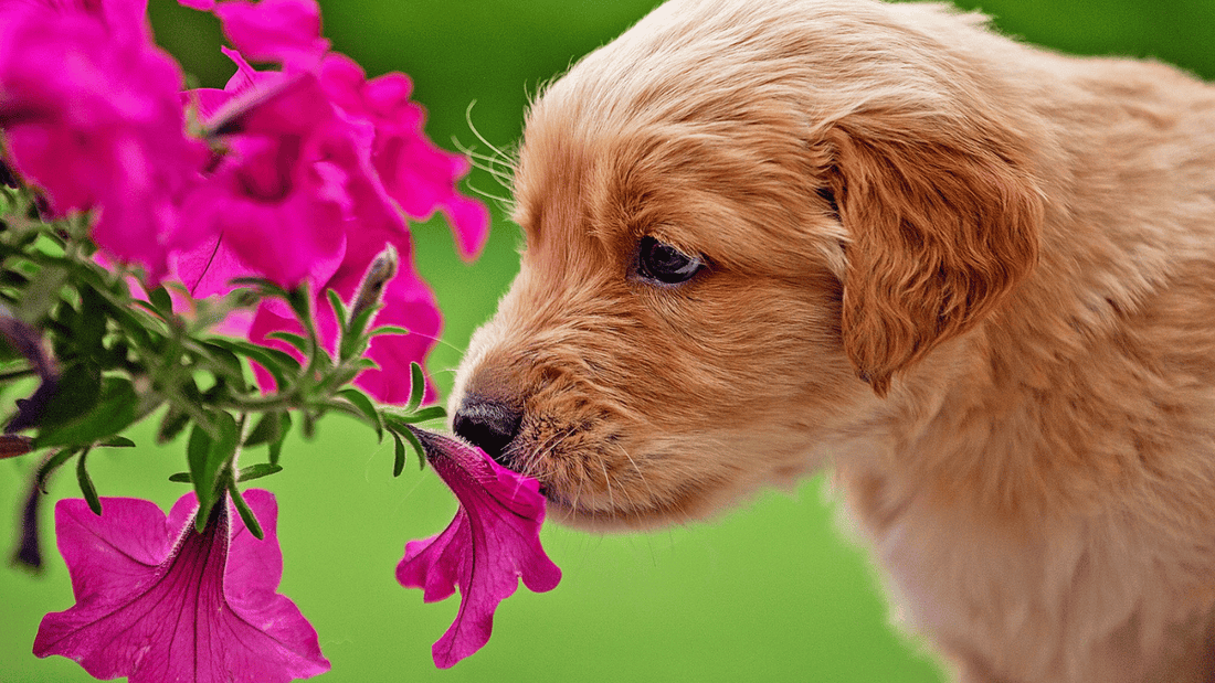 Are Hydrangeas Poisonous to Dogs