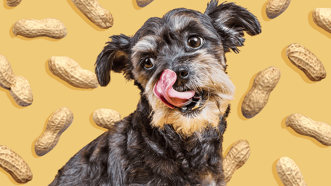 Are Peanuts Bad for Dogs