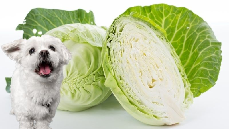 can-dogs-eat-cabbage-here-s-what-you-need-to-know-mydogcollars