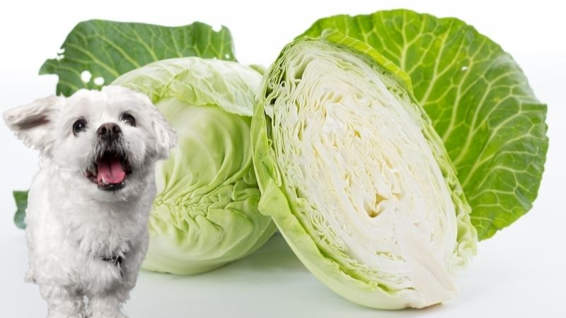 Can Dogs Eat Cabbage? -Here's What You Need to Know