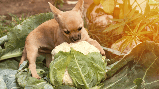  Can Dogs Eat Cauliflower