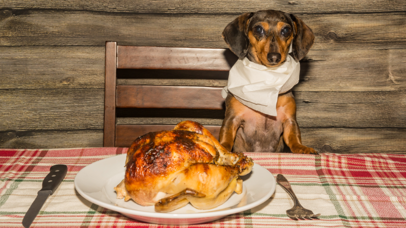 Can Dogs Eat Chicken? -The Pros and Cons