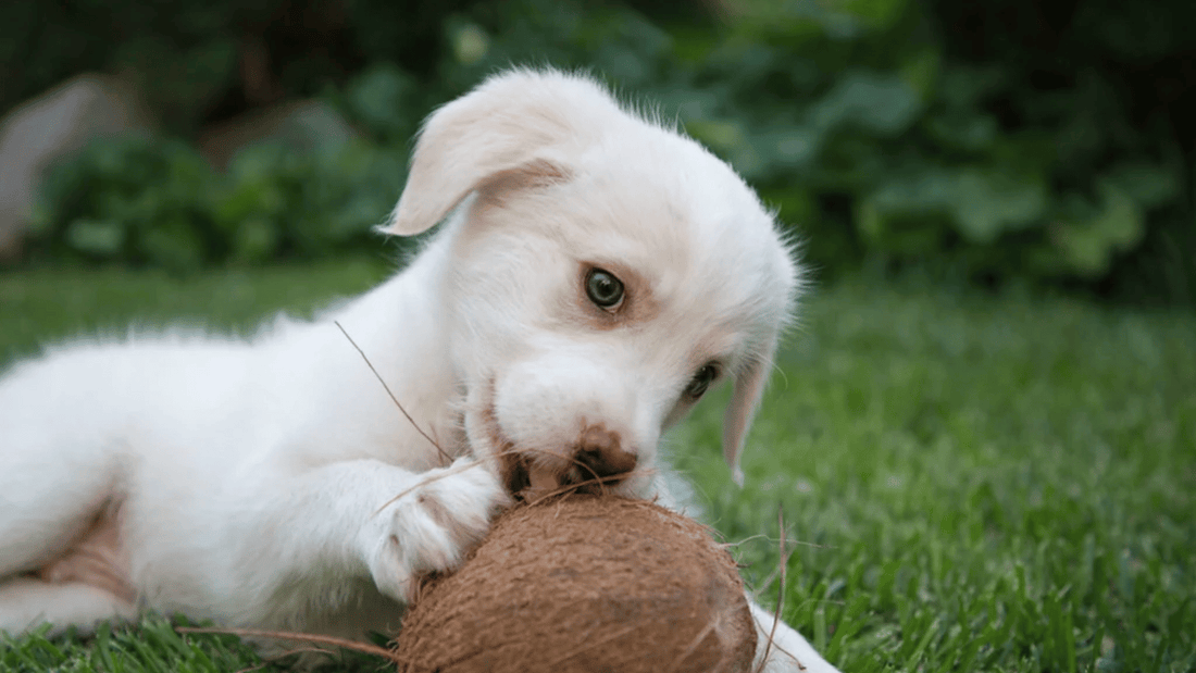  Can Dogs Eat Coconut