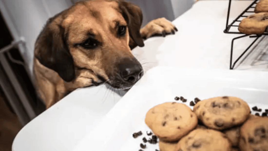 Can Dogs Eat Cookies