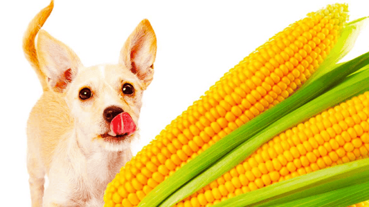   Can Dogs Eat Corn Cobs