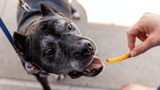 Can Dogs Eat French Fries