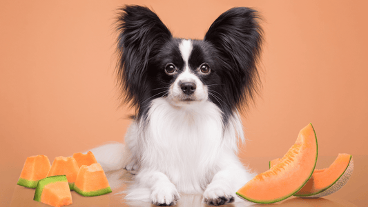 Can Dogs Eat Honeydew