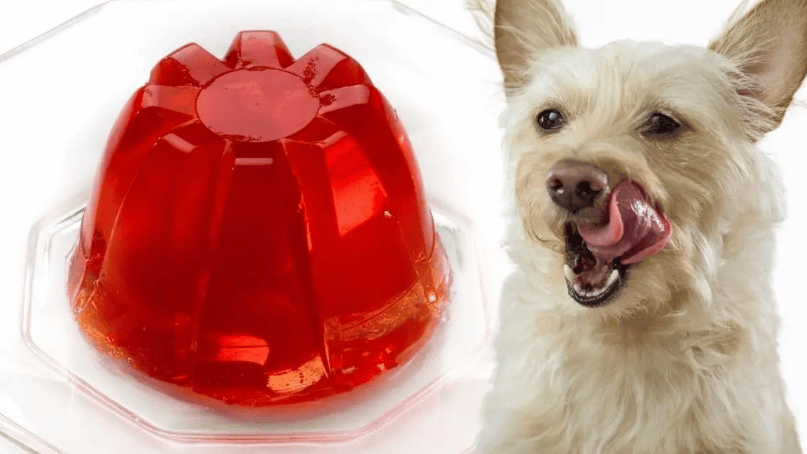 Can Dogs Eat Jello?- Jello and Dogs: A Guide to Safe Feeding ...