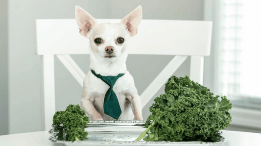 Can Dogs Eat Kale