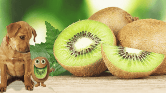  Can Dogs Eat Kiwi