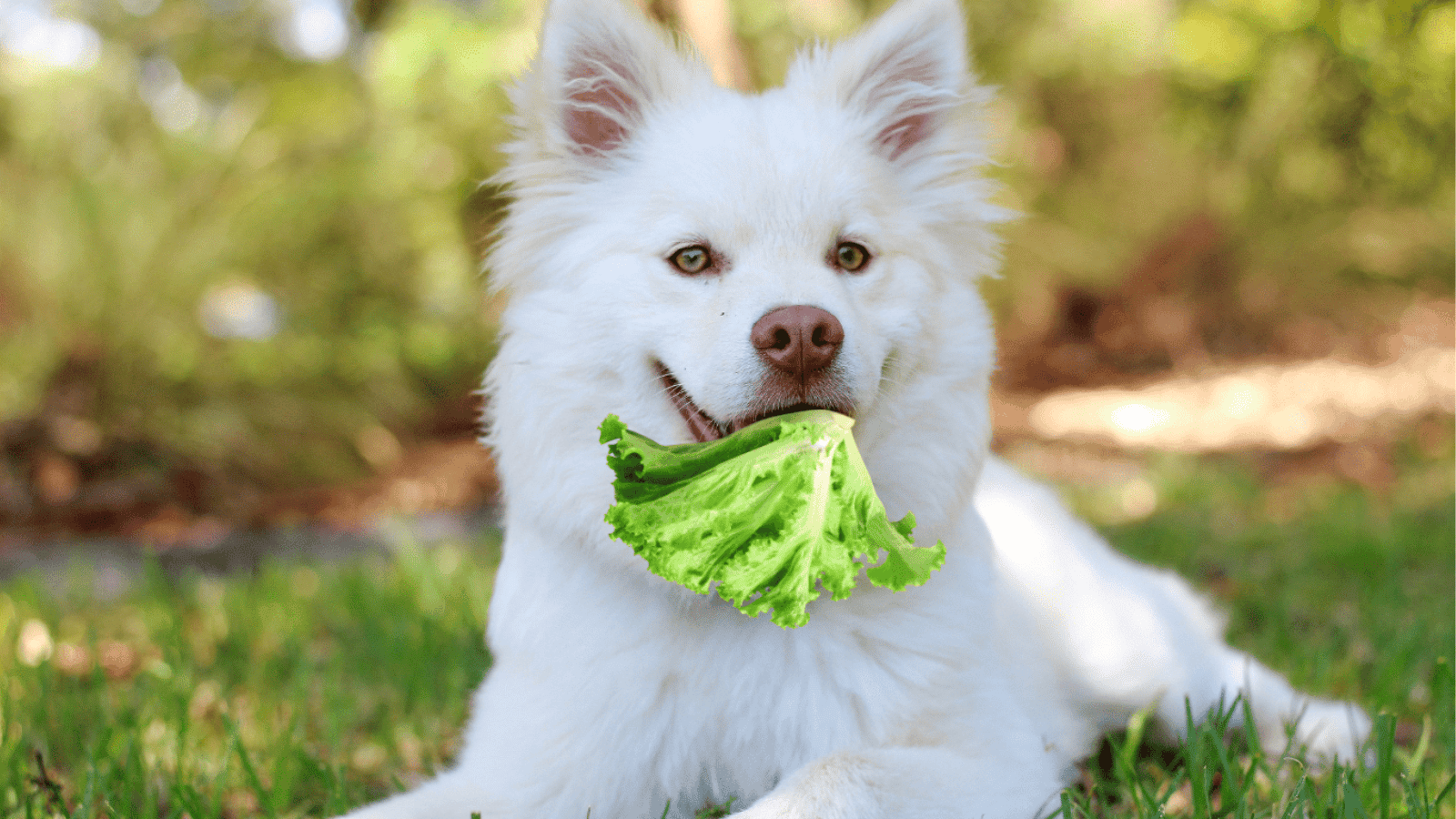 Can Dogs Eat Lettuce? - What You Need to Know – mydogcollars.com