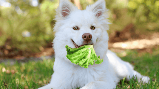  Can Dogs Eat Lettuce