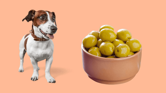  Can Dogs Eat Olives