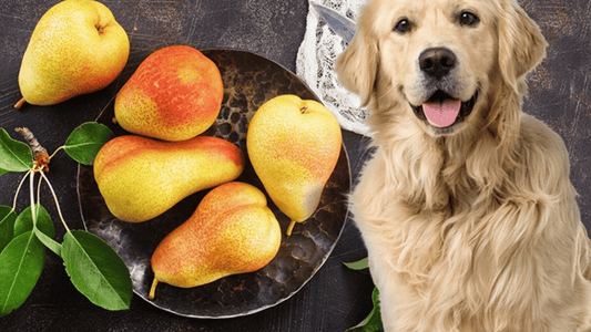  Can Dogs Eat Pears