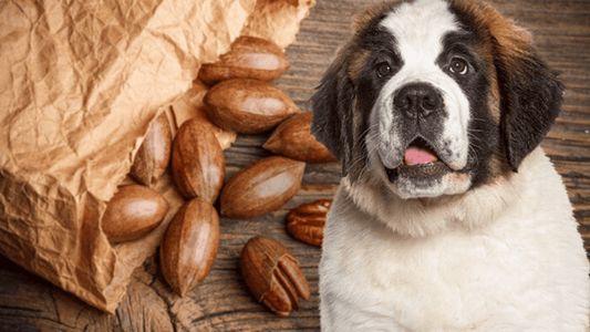 Can Dogs Eat Pecans