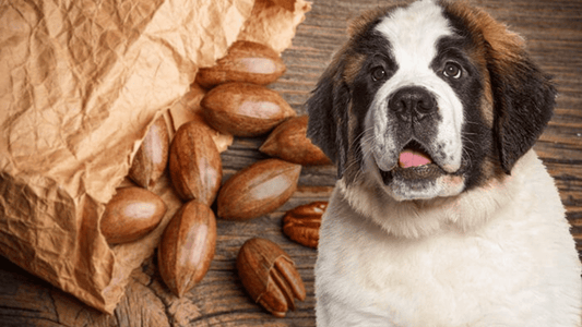 Can Dogs Eat Pecans