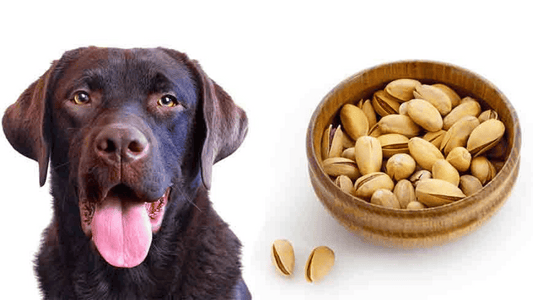  Can Dogs Eat Pistachios