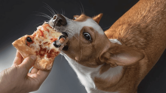 Can Dogs Eat Pizza