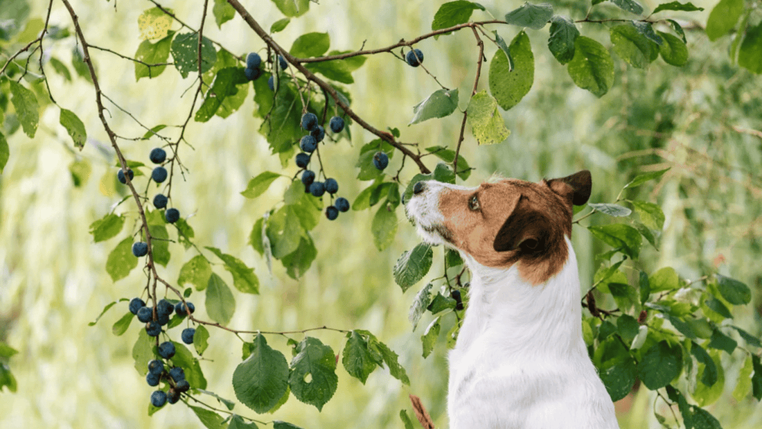  Can Dogs Eat Plums