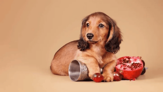  Can Dogs Eat Pomegranate