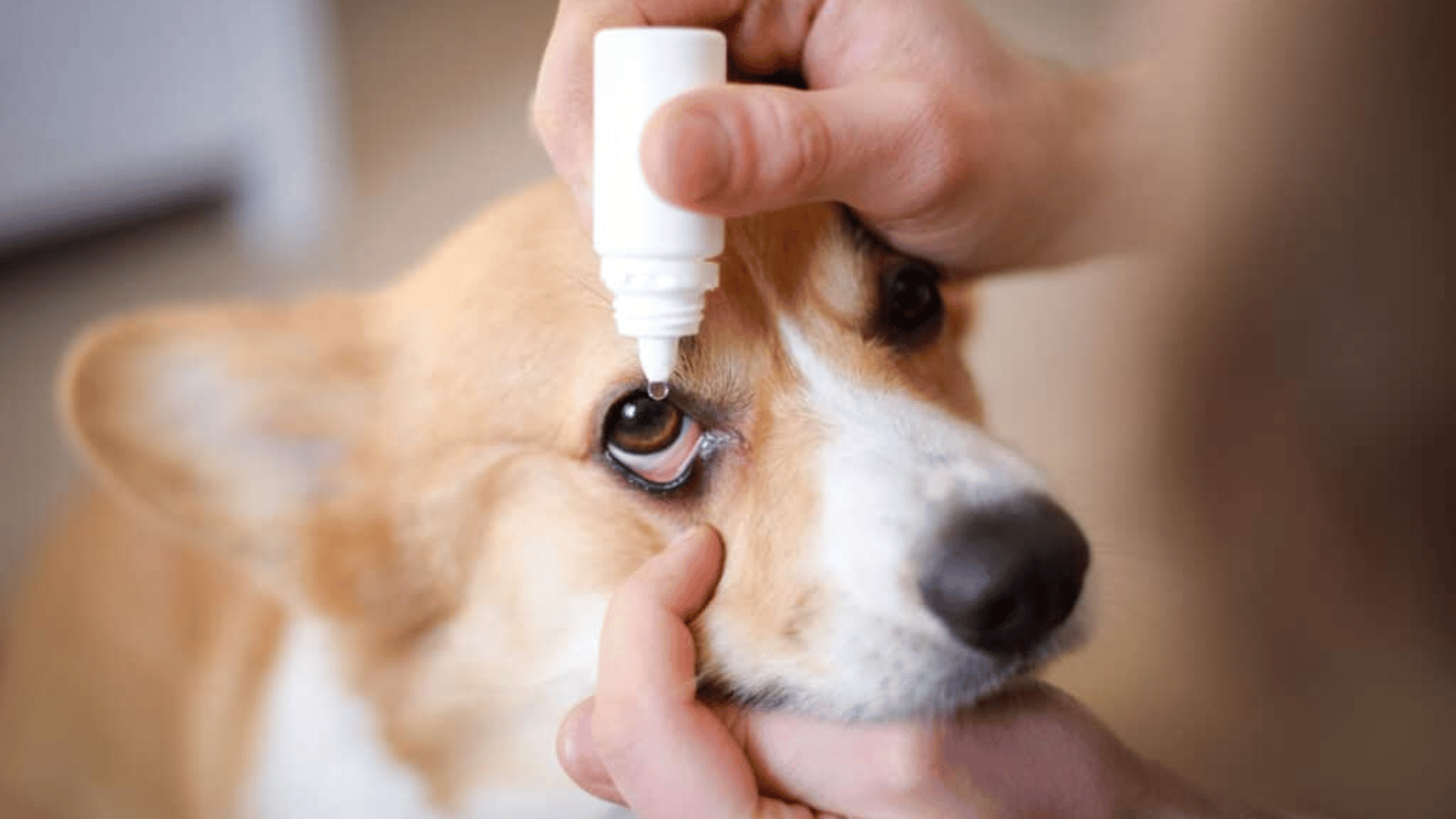 can-dogs-get-herpes-the-risks-of-herpesvirus-infections-in-dogs