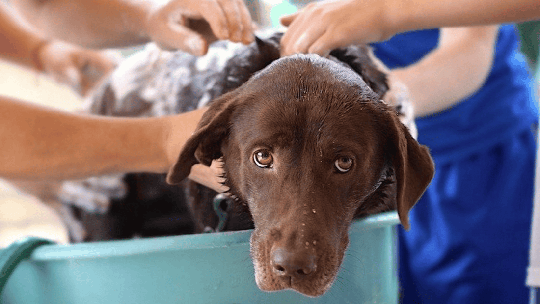 Can Dogs Get Lice from Humans