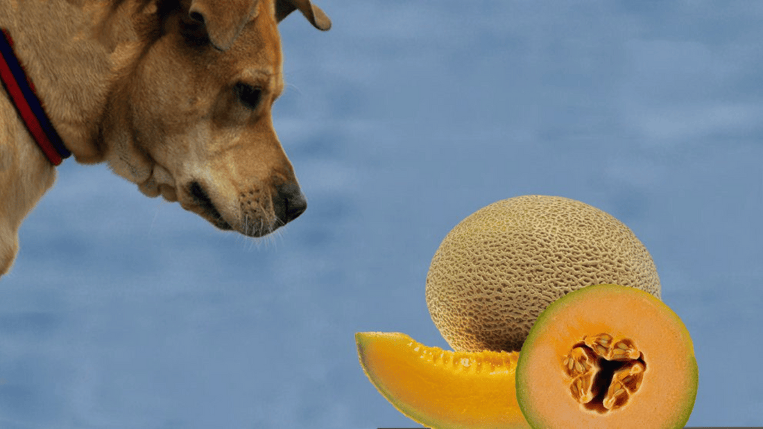  Can Dogs Have Cantaloupe