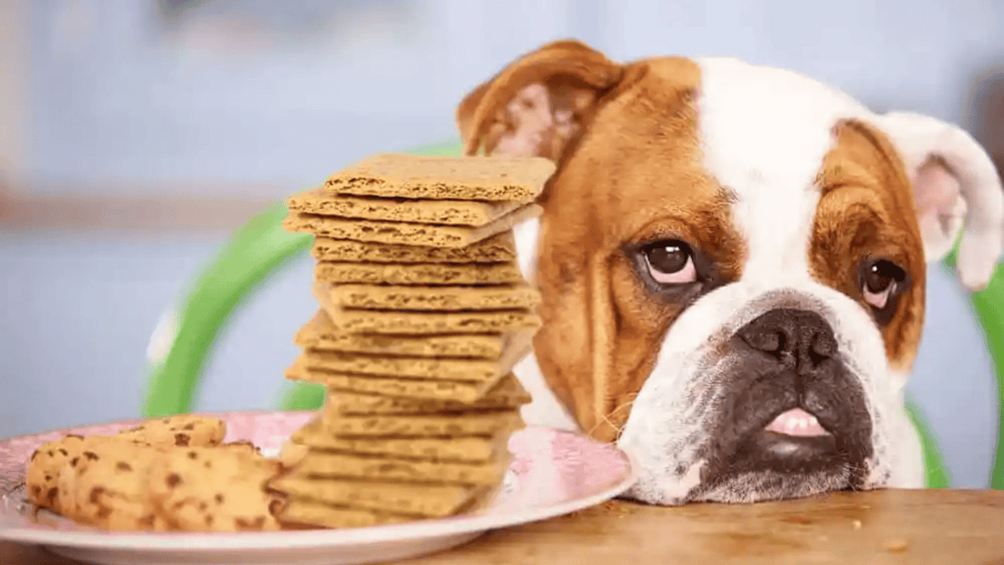 Can Dogs Have Graham Crackers