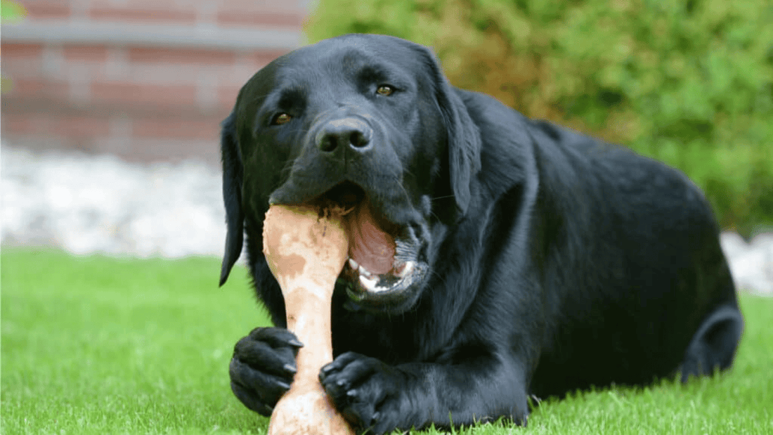 Can Dogs Have Ham Bones