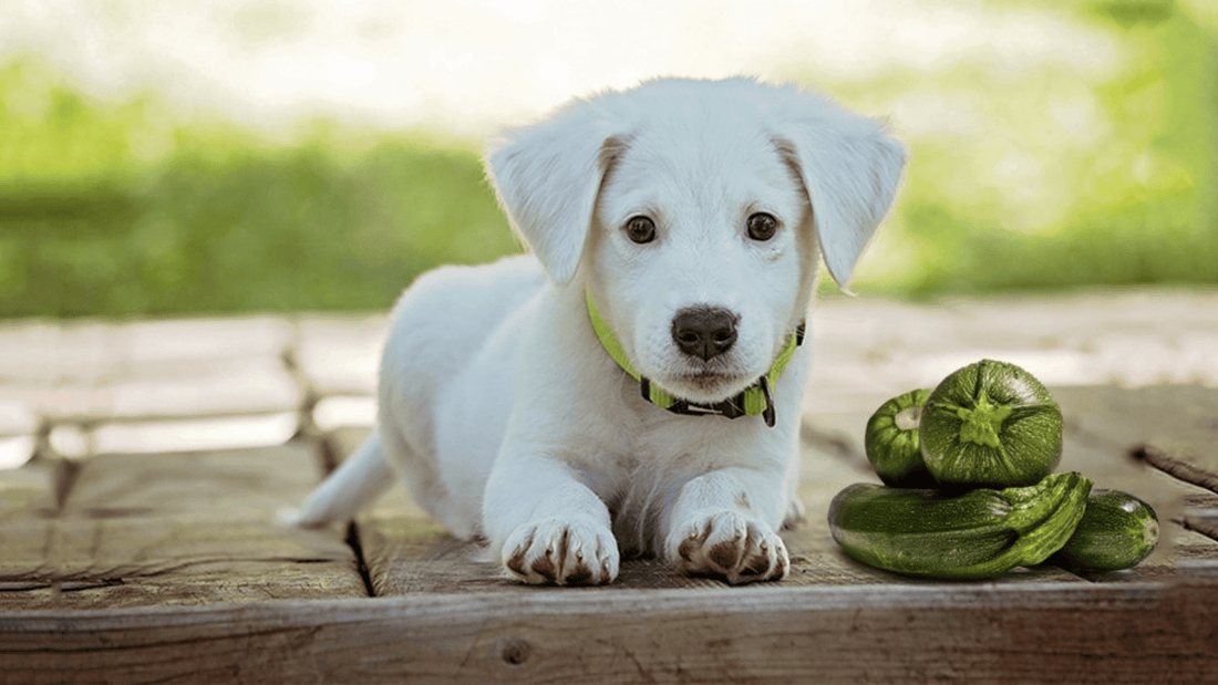 Can Dogs Have Zucchini