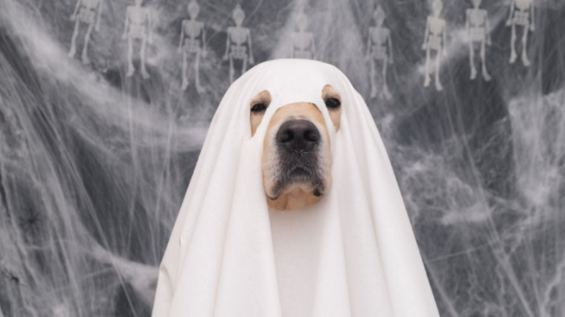 Can Dogs See Ghosts? -Separating Fact from Fiction