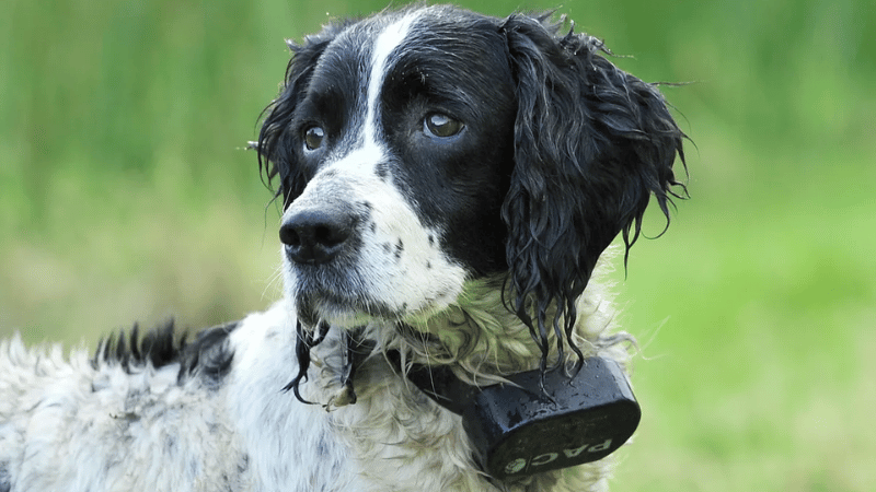 Can a Shock Collar Kill a Dog