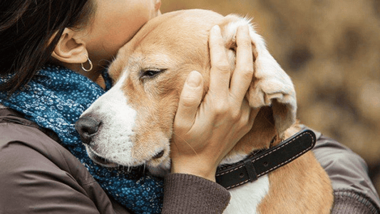 How to Euthanize a Dog with Benadryl