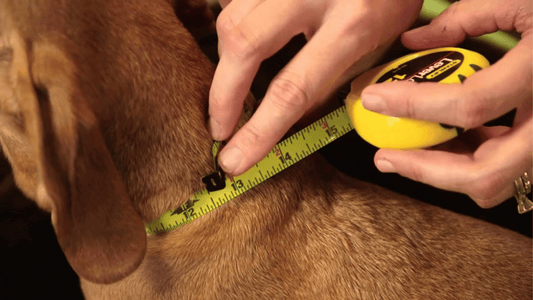 How to Measure Dog Collar