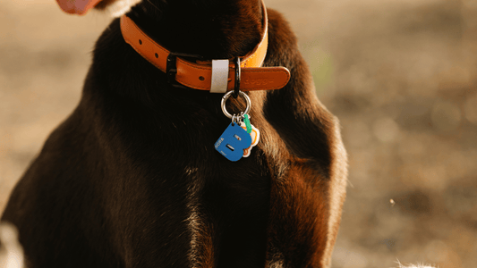 How to Put Dog Tag on Collar