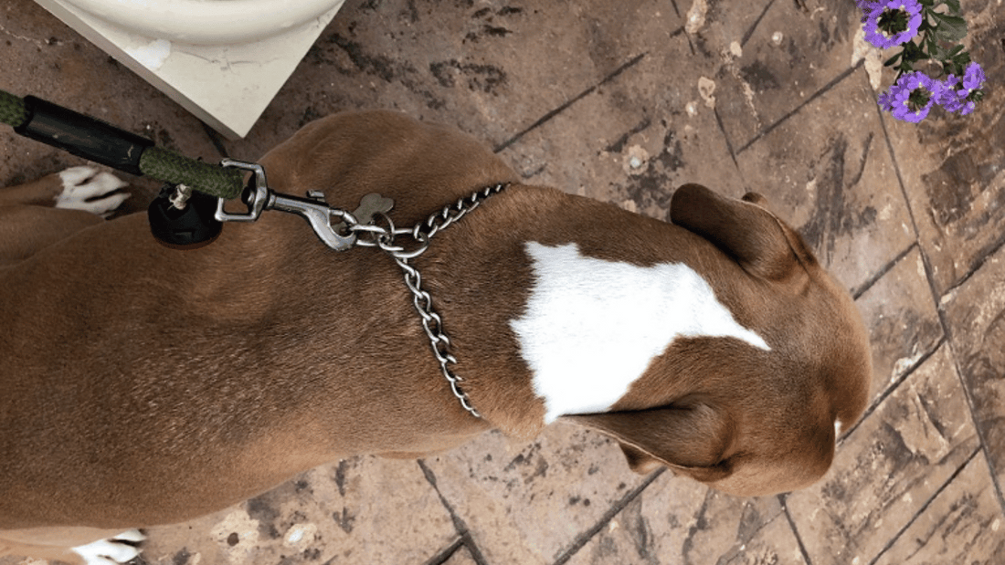 How to Put a Choke Collar on a Dog